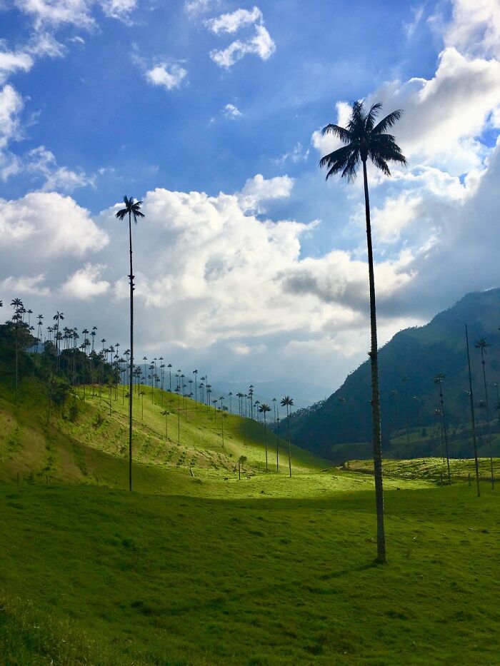 Tallest Palm Trees In The World. Valle De Cocora, Colombia