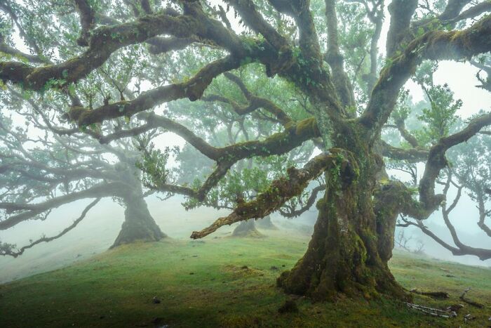 These Elderly Trees Are Amongst The Most Beautiful Trees I've Ever Seen, Madeira, Portugal