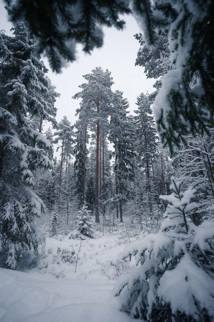 Trees Of The Snowy Forest, In Central Finland