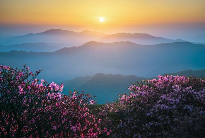 A Calm Sunrise Framed By Wild Azaleas Taken On Deokgyusan, South Korea