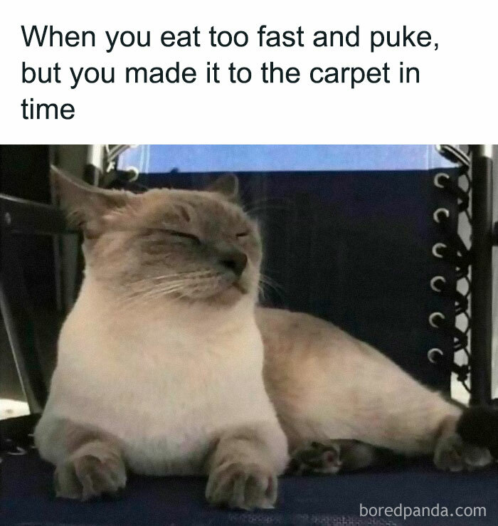 50 Funny And Relatable Cat Memes That Might Make You Want To Rescue A 50 Funny And Relatable Cat Memes That Might Make You Want To Rescue A