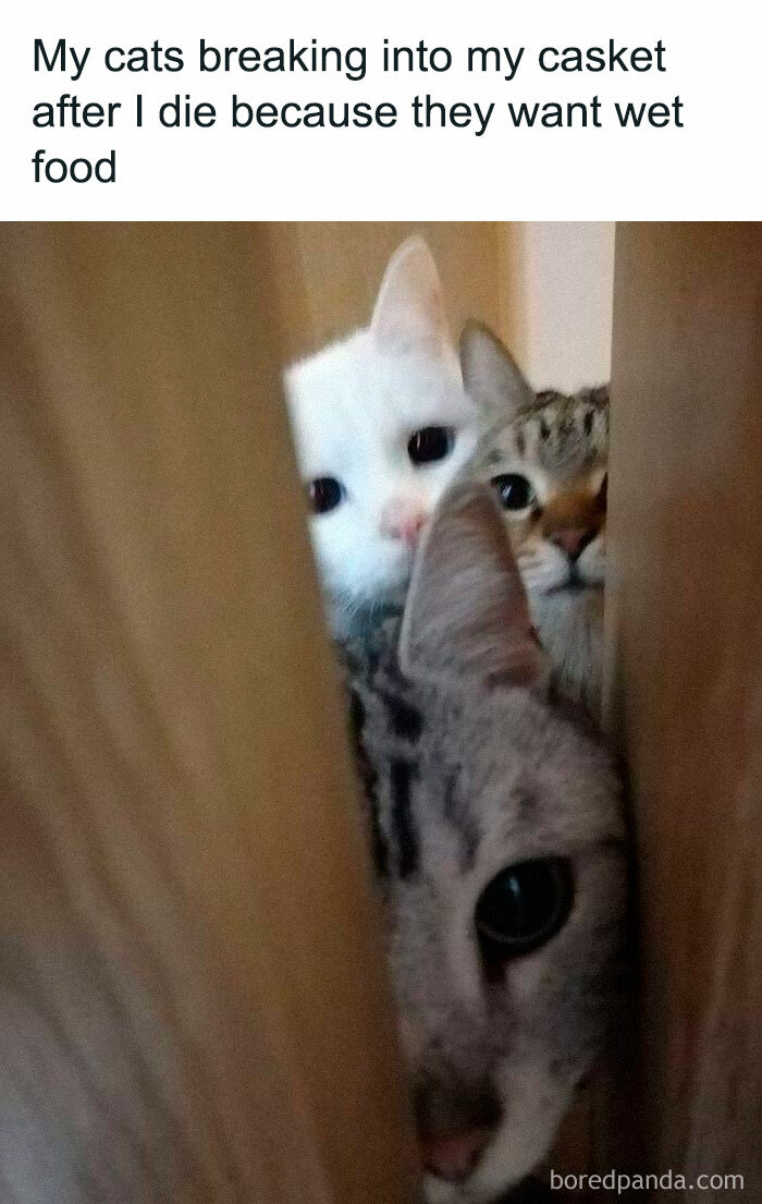 50 Funny And Relatable Cat Memes That Might Make You Want To Rescue A 