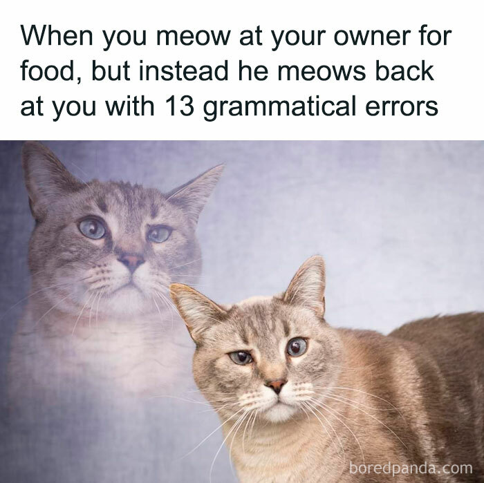50 Funny And Relatable Cat Memes That Might Make You Want To Rescue A 50 Funny And Relatable Cat Memes That Might Make You Want To Rescue A