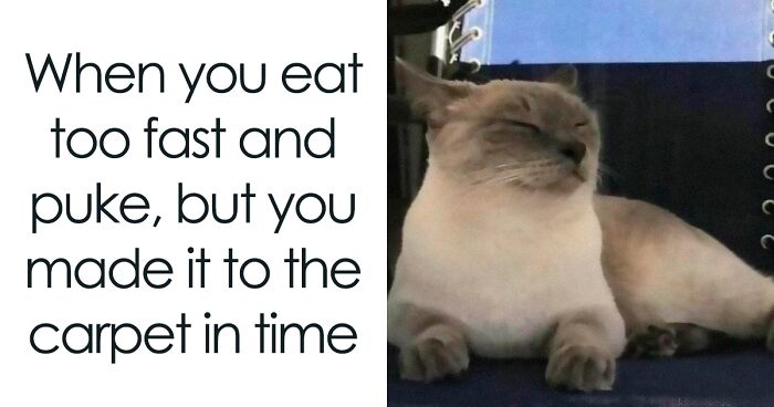 80 Funny And Relatable Cat Memes That Might Make You Want To Rescue A(nother) Cat