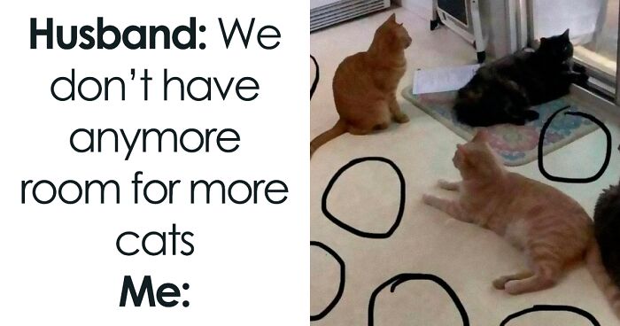 50 Funny And Relatable Cat Memes That Might Make You Want To Rescue A(nother) Cat