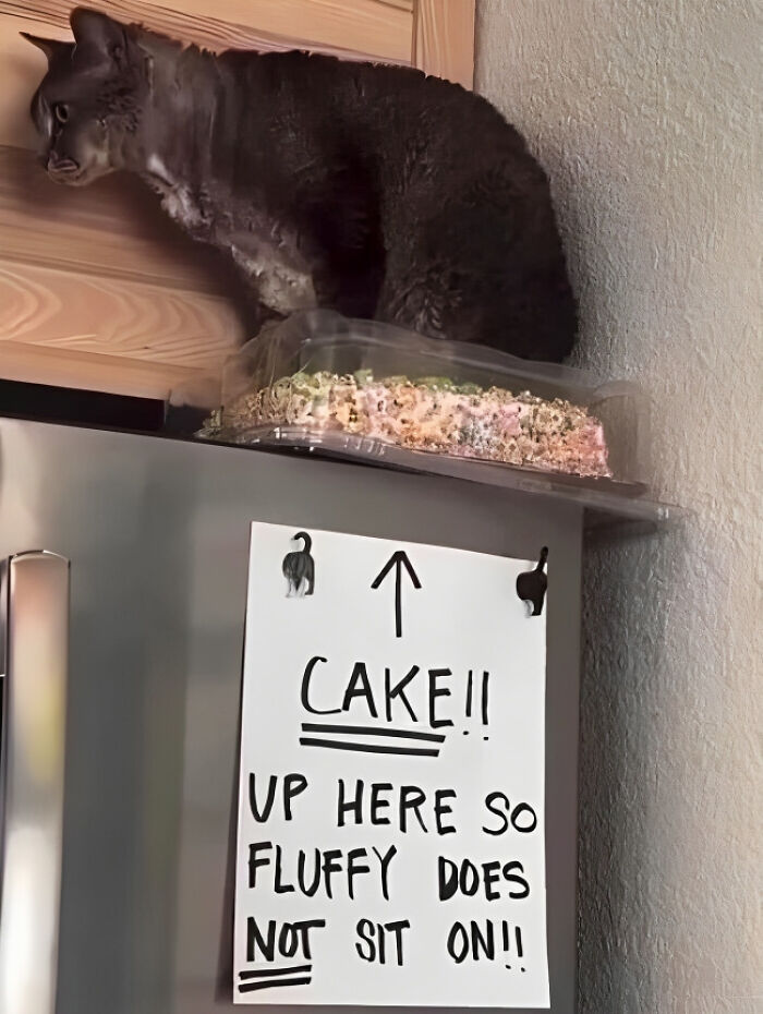To Stop Fluffy From Reaching The Cake