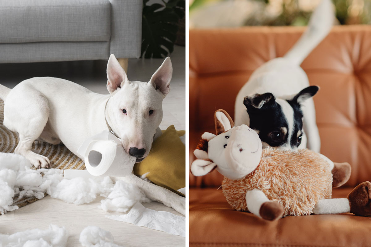 Enriching 10 Toys for Dogs Who Love to Shred