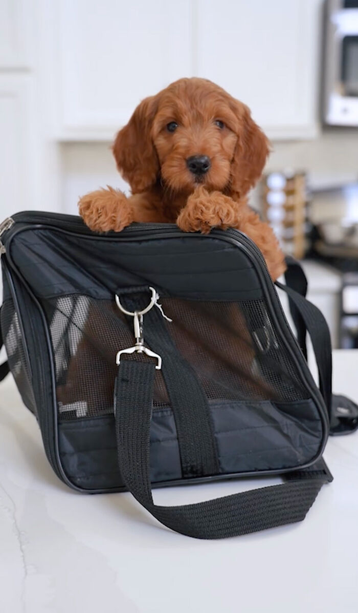 Pet Carriers And Backpacks - Cats & Dogs Travel Bags - Lazy Pets Store