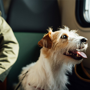“They Behave Better” New Survey Shows That People Prefer Pets Over Children On Planes