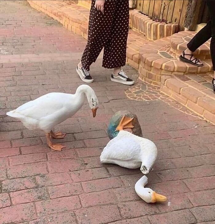 Unfortunate-Events-Pics