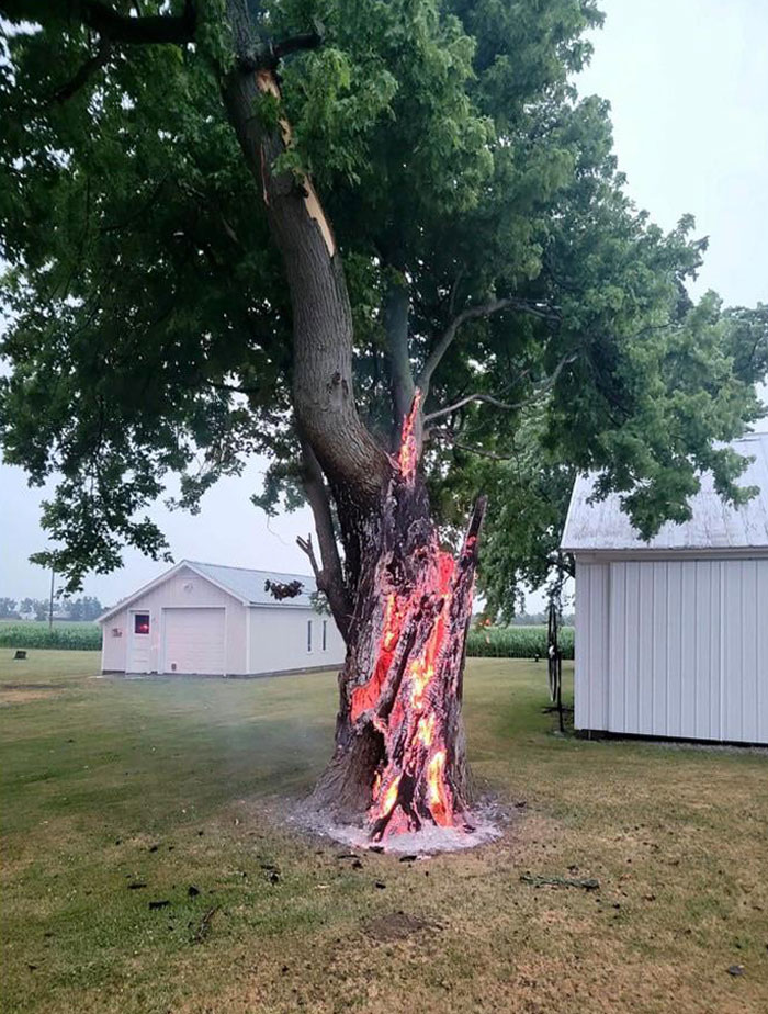 Un árbol alcanzado por un rayo arde por dentro