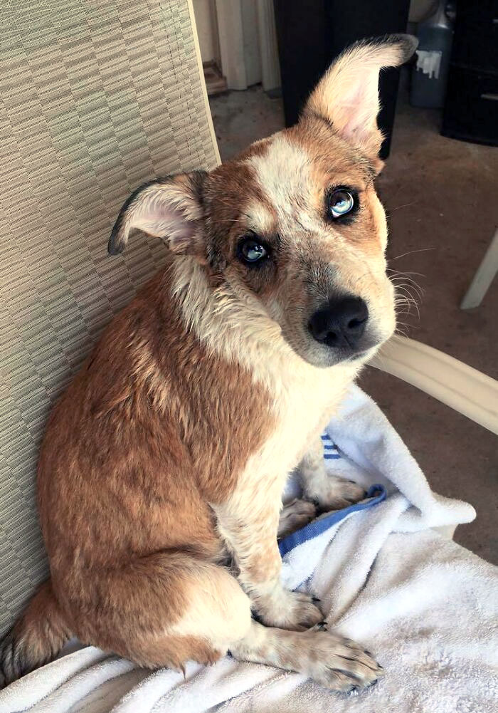 My Red Heeler Mix Puppy Has Sectoral Heterochromia That Runs Straight Through The Middle Of Her Eye, Giving Her A Half-Brown And Half-Blue Iris