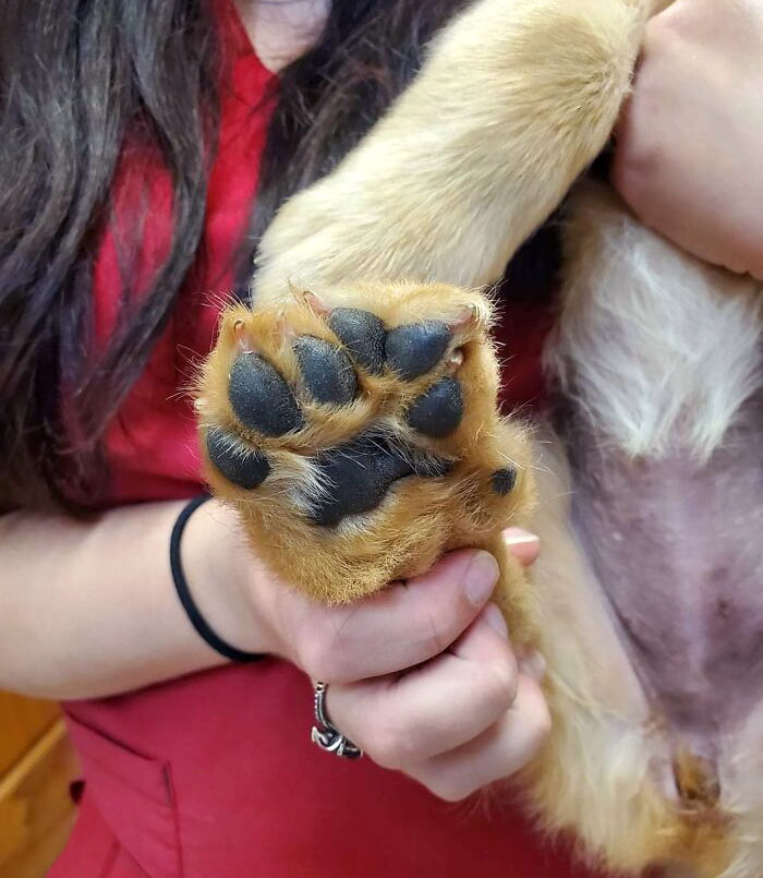 A Golden Retriever Puppy With 6 Toes Came Into This Vet's Office