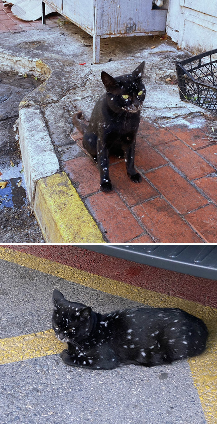 Gato negro con vitiligo