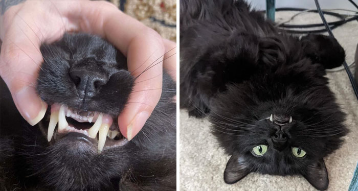 My Cat's Fangs Are So Long His Mouth Doesn't Close All The Way
