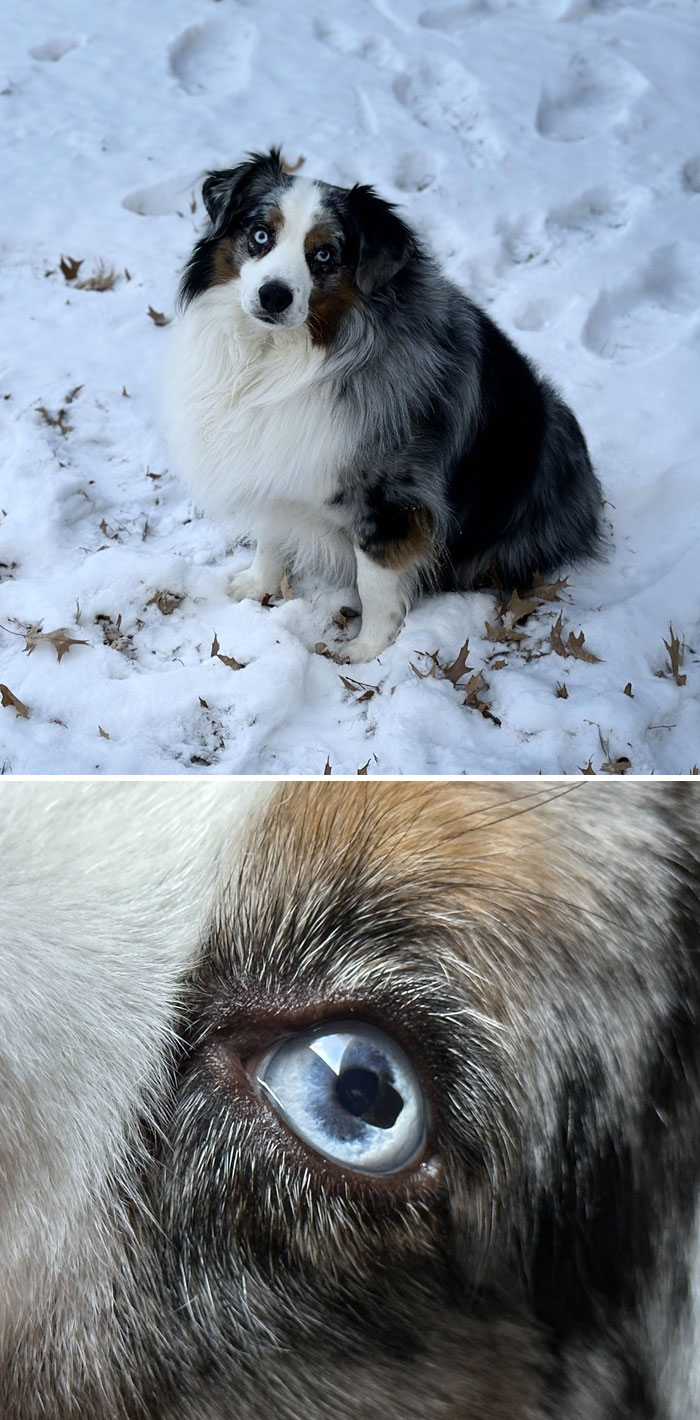 My Dog’s Iris Has A Dark Spot