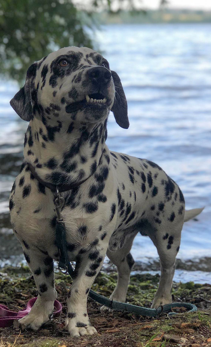 Sir Chonks. Yes, That’s My Dalmatian With Dwarfism. He Smol