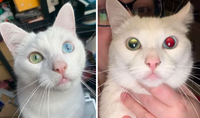 My Cat Olaf Has Heterochromia (One Green Eye, One Blue Eye) And When Photographed With A Flash On He Only Gets Red Eye In His Blue Eye