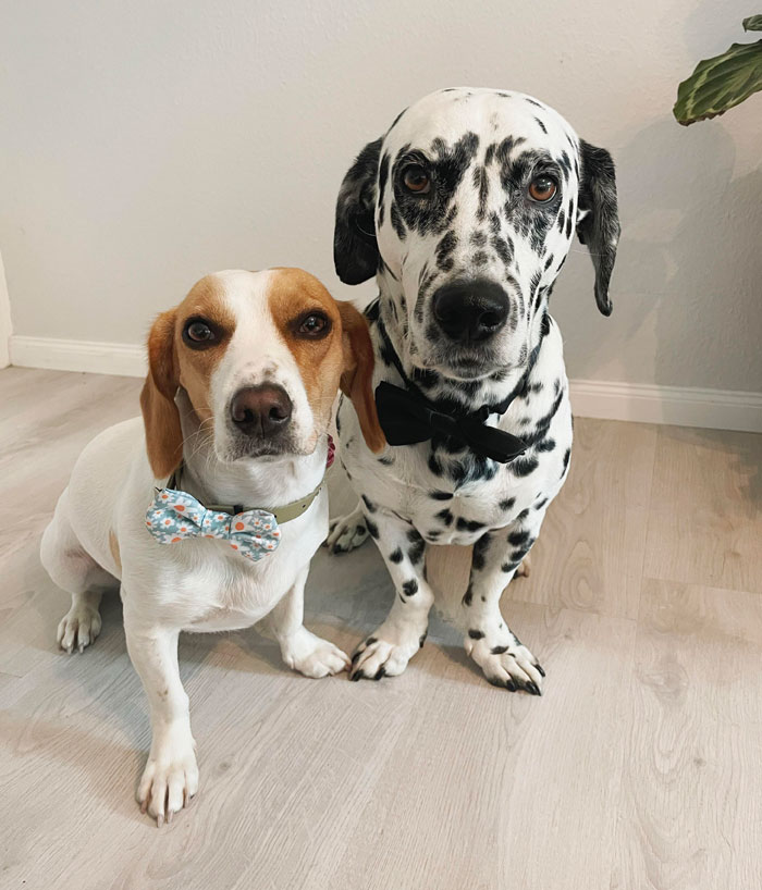 My Two Pups Put On Their Best Bow Ties To Introduce Themselves - Ruby And Dino, They Both Have Canine Dwarfism
