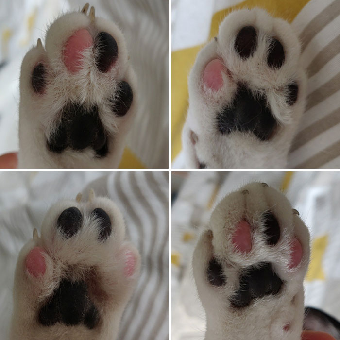 All 4 Of My Cat's Paws Have Unique Black/Pink Combinations