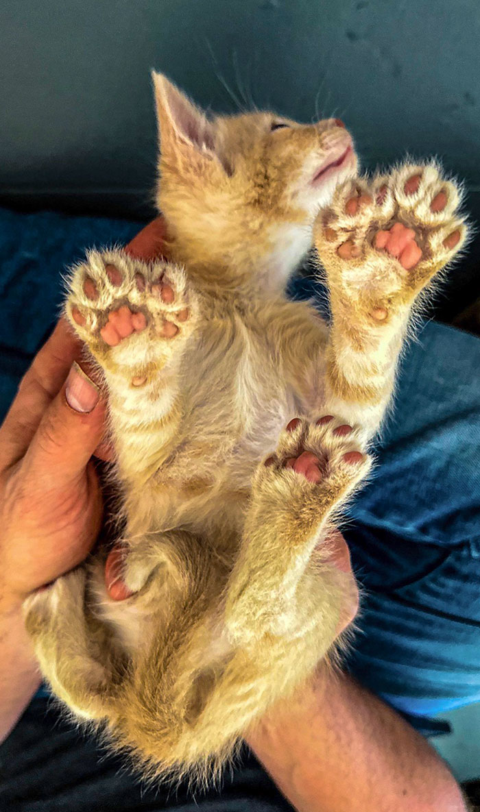 Our Rescue Kitten Is Polydactyl