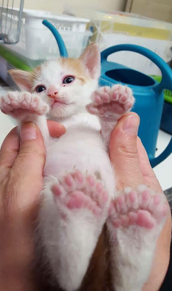 Gatito con polidactilia (24 dedos en total)