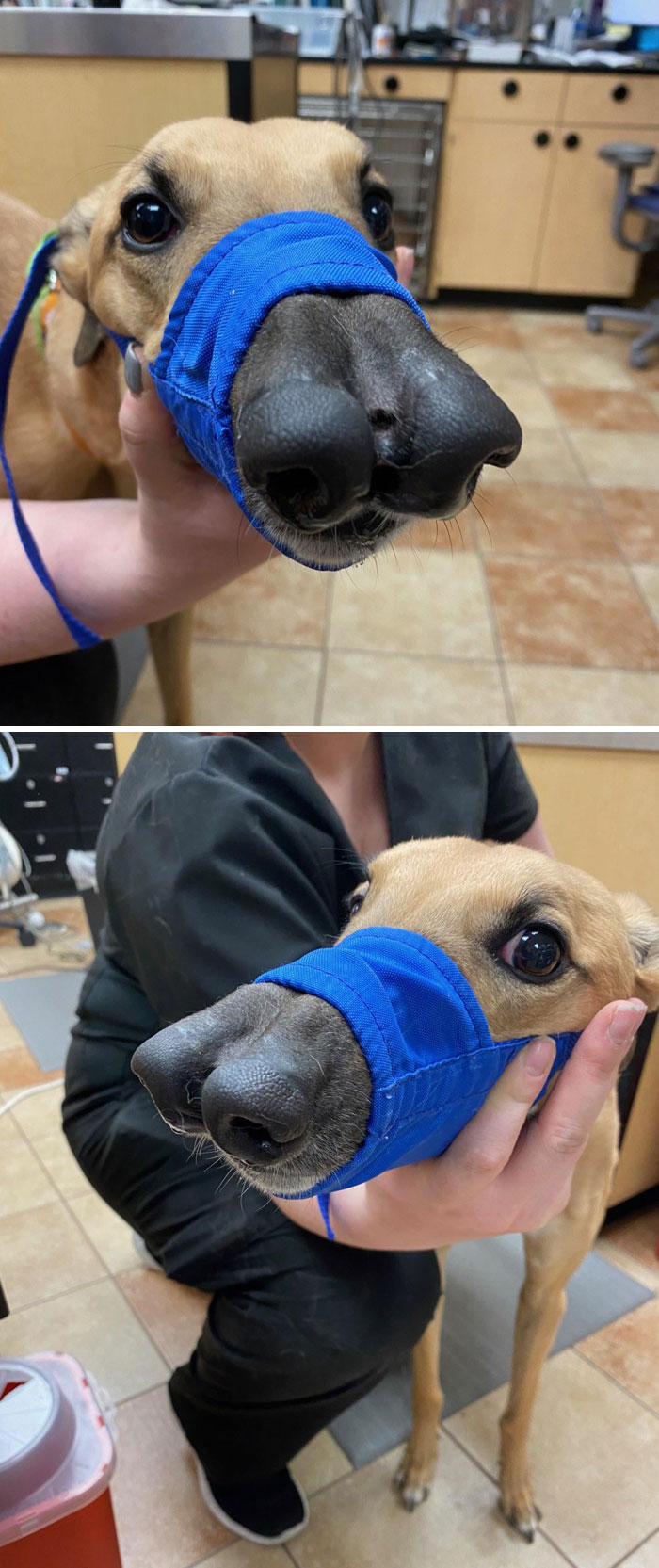 Dog Born With Nose Trying To Become Two Noses