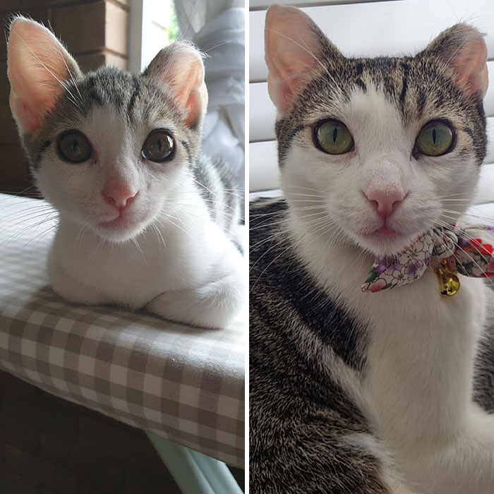 My Cat Was Born With Two Different-Sized Ears