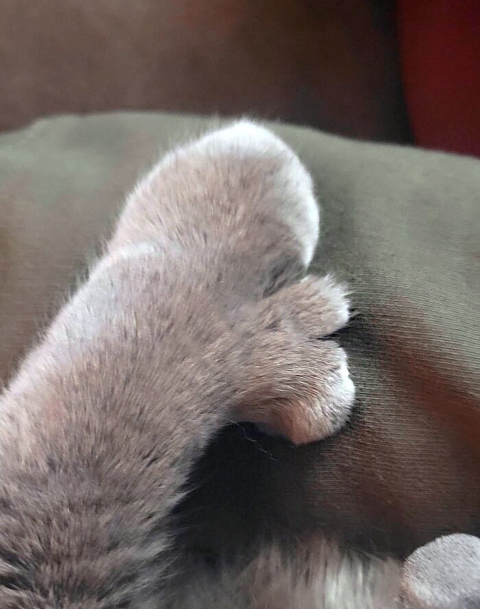 My Cat Has 2 Thumbs On Each Paw