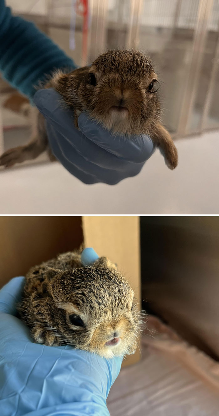 Figured You Would Find This As Interesting As My Colleagues And I. A Baby Hare With A Severe Cleft Palate, No Nose (Or Nostrils) Formed
