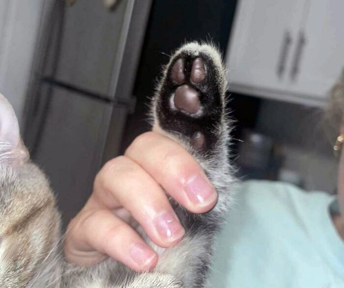 My Cousin's Cat Has Only Two Toe Beans