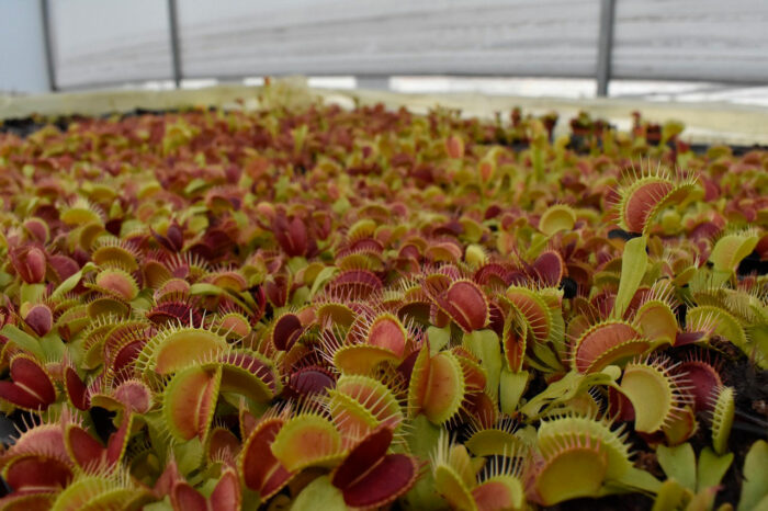 Close-up of many venus flytraps