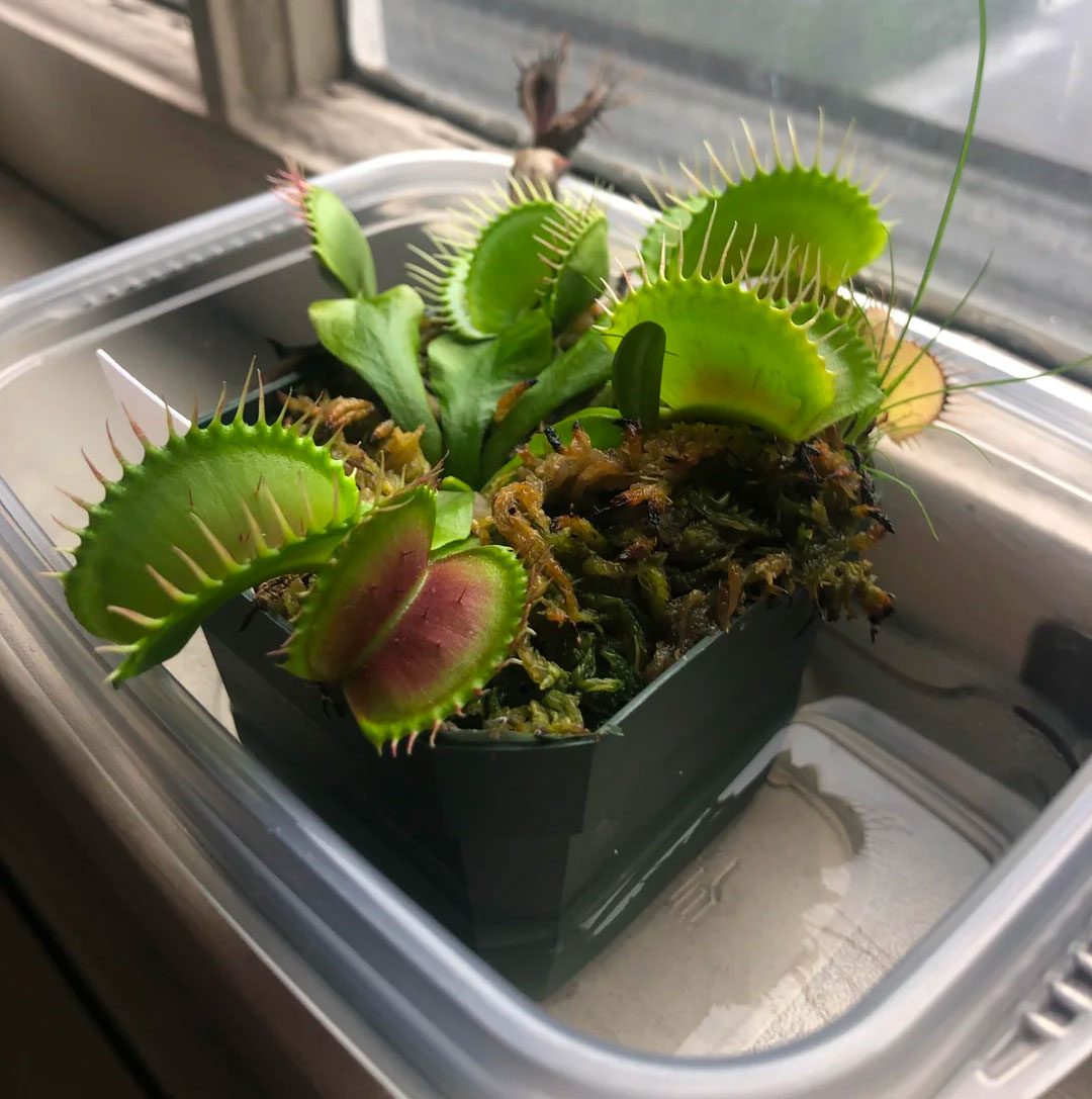 The Ultimate Guide to Caring for a Venus Fly Trap Effectively Bored Panda