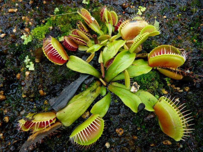 A large cluster of Venus flytraps in the ground