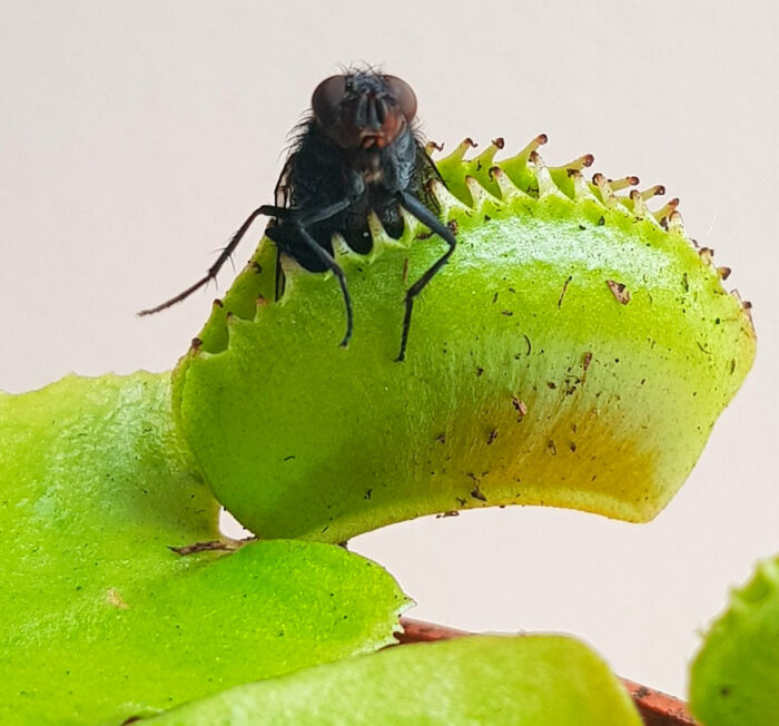 Venus flytrap with a fly halfway trapped in it