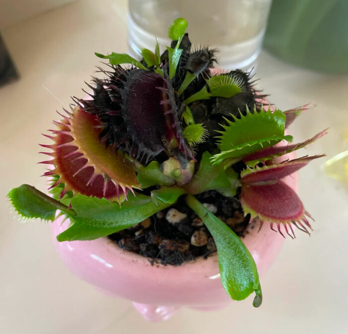 A Venus fly trap that has turned black in the middle