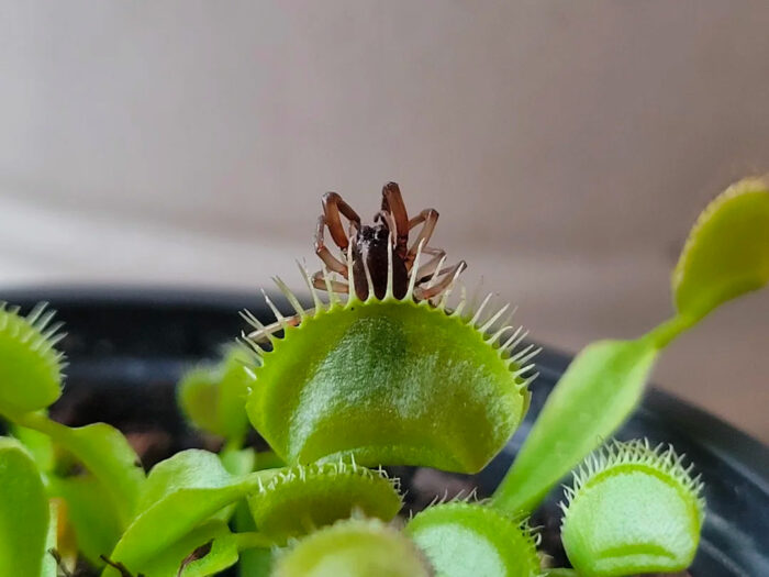 Venus flytrap with a spider trapped in it