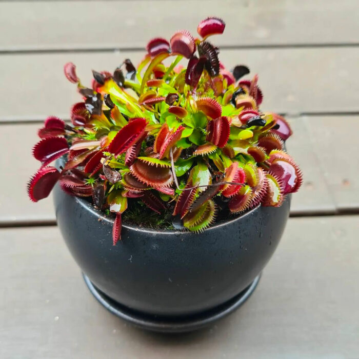 The Red dragon Venus fly trap in a gray pot