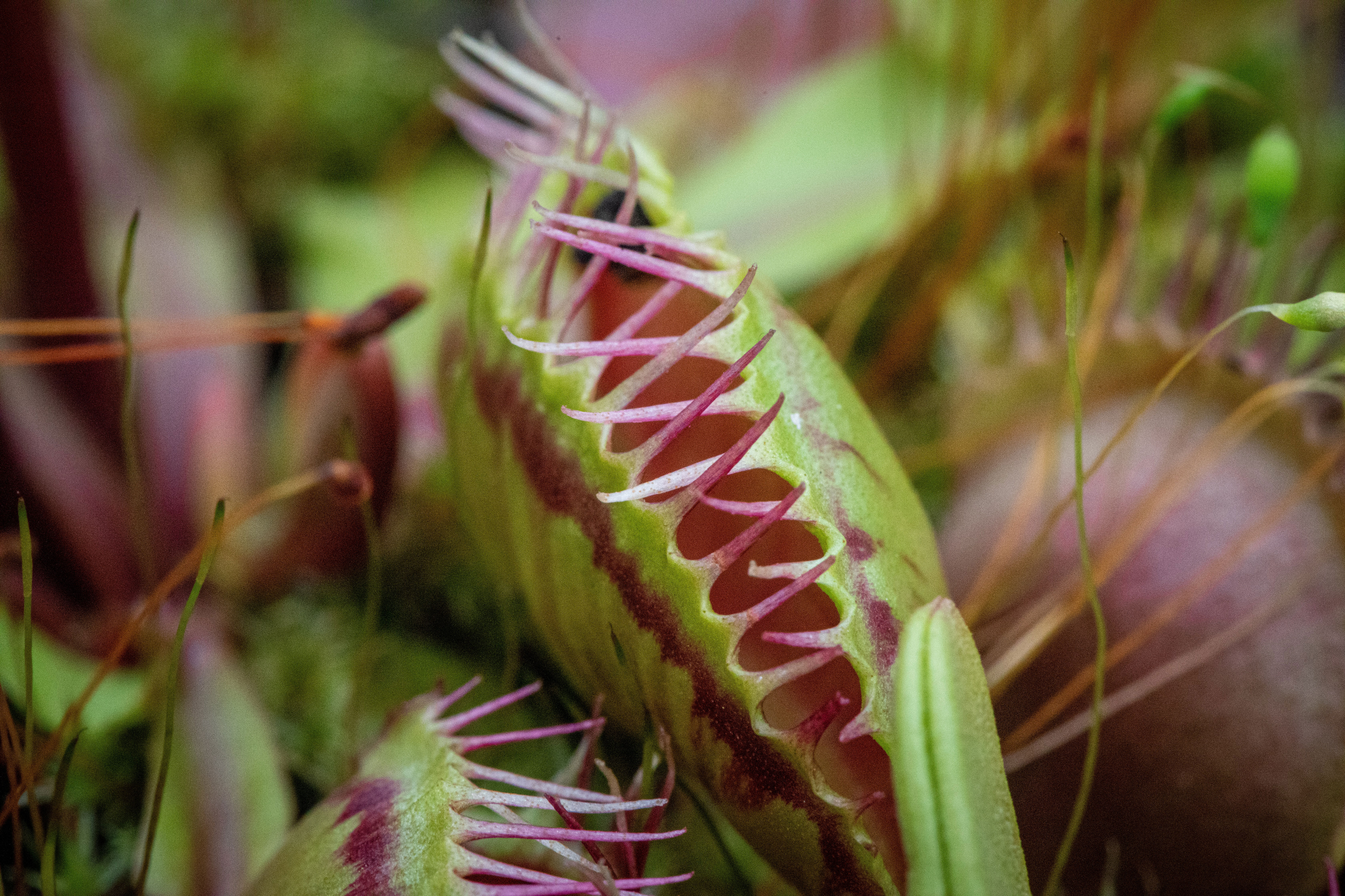 VENUS FLY TRAP CARE: Basic Guide & Tips for Growing Carnivorous Plants  