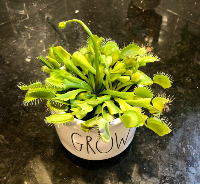 The green Gremlin Venus fly trap in a white pot with the words ‘Grow’