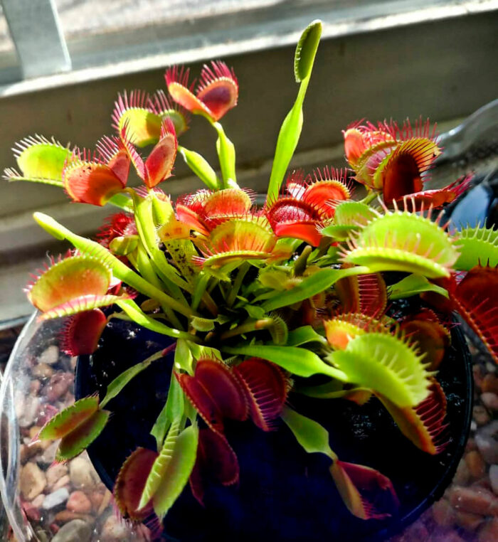 A small King Henry Venus fly trap in a pot