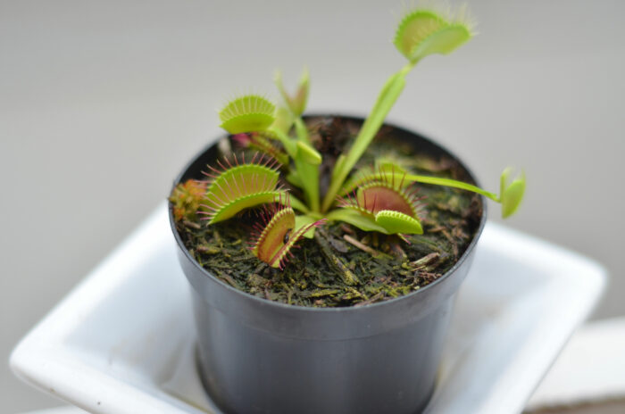 Close-up view of small Venus fly traps in the soil in a pot 