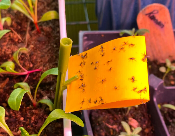 Fungus gnats caught on an orange piece of sticky paper Fungus gnats caught on an orange piece of sticky paper