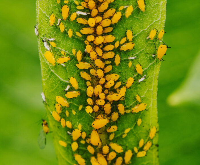 Colony of yellow aphids feeding on a plant