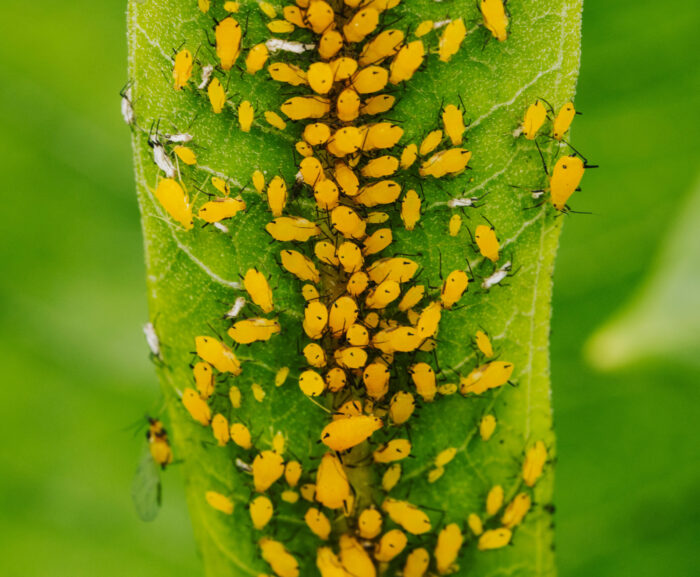 Colony of yellow aphids feeding on a plant Colony of yellow aphids feeding on a plant
