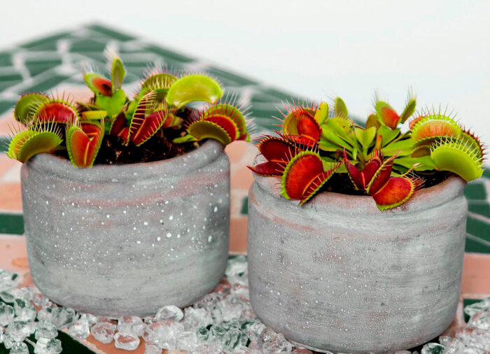 Two Venus flytraps in grey pots placed on ice