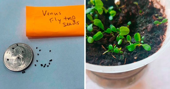 Small Venus flytrap seeds shown in comparison to a coin on the left picture, Small venus flytraps blooming in a pot on the right picture