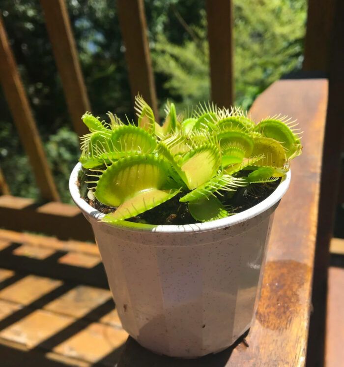 Young Venus flytrap in a white pot in direct sunlight