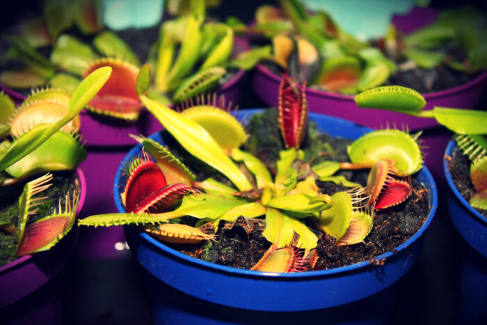 Many Venus fly traps grown together in a bowl