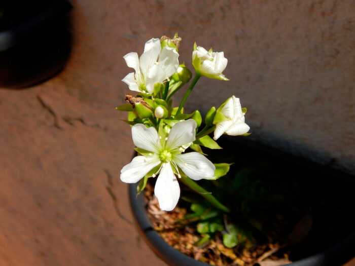 A Close-up of Venus flytrap flowers A Close-up of Venus flytrap flowers